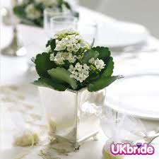 Kalanchoe Wedding Diy Wedding Flowers Wedding Centerpieces Wedding
