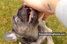 Teaching your puppy respect and manners will greatly help stop this behavior. How To Discipline French Bulldog Puppy 7 Punishment Alternatives