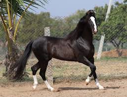 images?q=tbn%3AANd9GcToe_bM6mIaV8vVlDhpcy3r7RYyyIIIspT193XmcusxRXA4B_bI&usqp=CAU