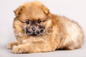 Pomeranian Spitz Kopek Yavrusu Stok Fotograflari Freeimages Com