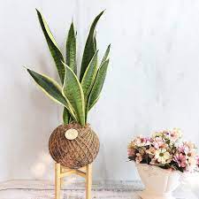 瓔珞莊園 pd50 虎尾蘭 大苔球 居家植物 交換禮物 開幕禮 聖誕節 keyura garden瓔珞莊園 植栽 盆栽 pinkoi planters planter pots plants