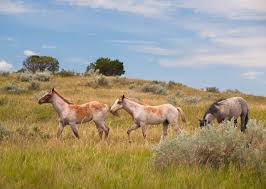 For many — the livestock lobby, government agencies, and even environmental and wildlife protection organizations — the wild horse isn't a wild animal at all, but a. Where To See Wild Horses