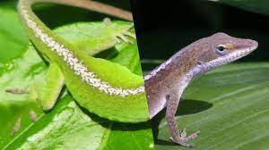 What Drives The Color Change In Green Anoles Experiment