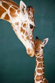 The Giraffe Baby Boom Continues Baby Giraffe Giraffe Cuddly Animals
