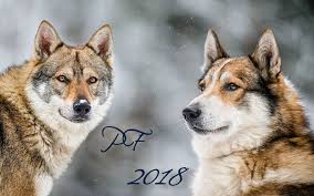 Image result for západosibiřská lajka