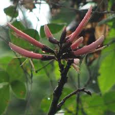 Image result for Erythrina
