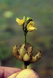 Image result for Lentibulariaceae