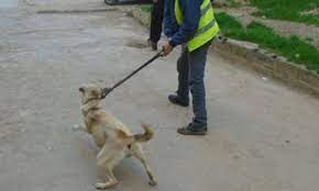 We did not find results for: Petition Stop Galoufa Chasse Barbare Des Animaux En Algerie