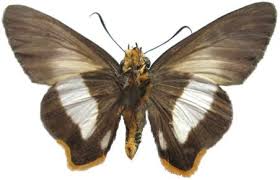 Image result for Triaspis macropteron