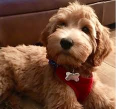 7 week old goldendoodle puppies! F1 F1b F2 F2b Multi Gen Paws Of Love