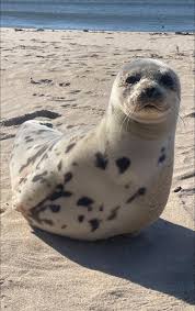 LongIsland WiseGuy ਲਈ ਪ੍ਰੋਫ਼ਾਈਲ