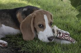 Pictures of bagle hound puppy. Bagle Hound Basset Hound Beagle Mix Info Pics Facts Puppies Doggie Designer