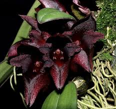 Image result for Bulbophyllum intertextum