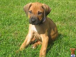 Rhodesian Ridgeback Supposed To Be A Great Running Dog Sure Is Cute Rhodesian Ridgeback Dog Rhodesian Ridgeback Puppies Rhodesian Ridgeback