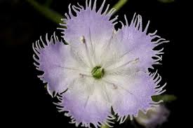 Image result for Hydrophyllaceae