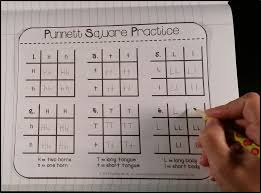 Punnett squares can be used to predict results. Science Interactive Notebook Genetics Interactive Science Notebook Interactive Notebooks Punnett Squares