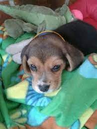 Beagle Cocker Spaniel Mix Beaker Too Cute Puppies Cocker Spaniel Mix Beagle