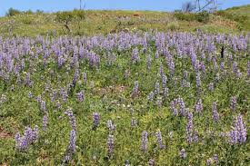 Image result for Lupinus mexicanus