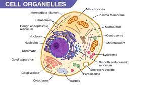 Cells are made up of different parts. Cell Organelles Types Structure And Their Functions