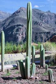 El san pedro es un cactus realmente curioso, pues dentro de la famosa lentitud de crecimiento de esta familia de vegetales es el que desarrolla de forma eso sí, deben observarse unos principios de seguridad para que todo no quede en nada. Psychoactive San Pedro Cactus Locally Named Wachuma Pisac Peru Psychoactive San Pedro Cactus Locally Named Wachuma Pisac San Pedro Cacti San Pedro Cactus