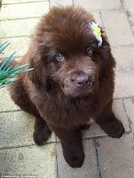 Choose a puppy from a reputable, accredited breeder and avoid the puppy farmers. Newfoundland Dog Owner Shares Adorable Photos Daily Mail Online