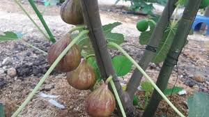 Sk 11 penetapan pengelola program puskesmas sanggeng. Ppki Sk Seri Besout Sungkai Projek Tanaman Pokok Tin Fertigasi Inovasi Startseite Facebook