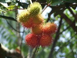 Image result for Sapindaceae