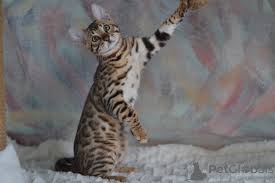 Receive price alert emails when price changes all vehicles are delivery only. Bengal Cat For Sale In The City Of Minsk Belarus Price 359 Announcement 5107