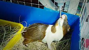 How Long Can A Guinea Pig Survive Without Water Petfriendlypdx
