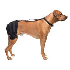 I do not know why, but the wonderful results have carried over to when he is moving around in the house without the brace. Caldera Hot Cold Therapy Wrap With Gel For Dogs Hip Large Petco