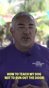 How to train your dog to “stay” #dogtraining #dogsoftiktok