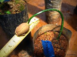 Image result for Strombosia scheffleri