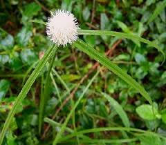 Image result for Kyllinga alba