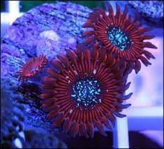 Pin On Salt Water Fish