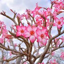 Recently, (3) _, the dutch flower growers have been having difficulties in coping with the tough competition from abroad. The 10 Best Plants For South Texas