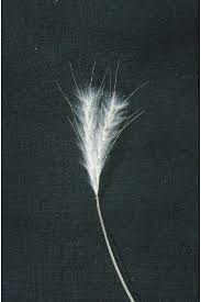 Image result for Andropogon eucomus