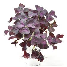 Image result for Oxalis purpurascens