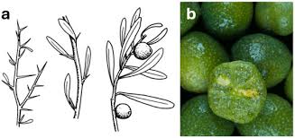 Image result for Lemon 1986 Radiation Group