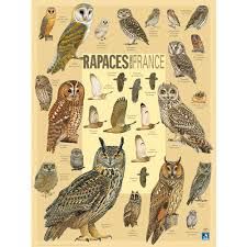 We did not find results for: La Nuit Gardez Les Yeux Grands Ouverts Boutique Lpo Ensemble Preservons La Nature