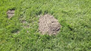 Find out information about gopher hole. How To Control Gophers What Do Gopher Holes Look Like Dengarden Home And Garden