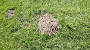 Gophers are herbivore rodents with four large incisor teeth. How To Control Gophers What Do Gopher Holes Look Like Dengarden