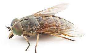 Painful Horsefly Bites Will Strike As Hot Weather Causes Insect Population To Soar Experts Say Daily Mail Online