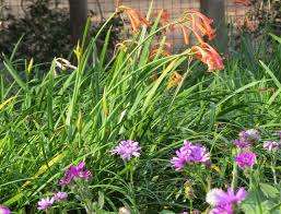 Image result for Cyrtanthus mackenii