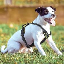 Buy Rabbitgoo Front Range Dog Harness No Pull Pet Harness