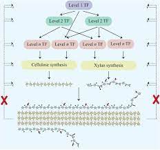Check spelling or type a new query. A Transcriptomic Analysis Of Xylan Mutants Does Not Support The Existence Of A Secondary Cell Wall Integrity System In Arabidopsis Biorxiv