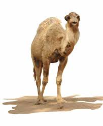 Between the combination of the anatomy and absolutely wonderful conditions, the shape is supposed to look like the front feet of a camel. 2