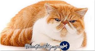 Garfield Kedi Irki Efsane Ya Da Gercek Filmler 2020
