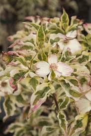 Clusters of white flowers develop into tiny berries in fall. Variegated Stellar Pink Dogwood