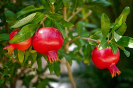 Maybe you would like to learn more about one of these? Pomegranate Fruit And Flower Drop Causes Control Agri Farming