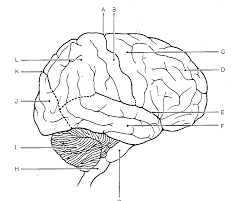 Human brain coloring book for neuroscience and neuroanatomy from the back cover. Search Results Brain Anatomy Coloring Pages Coloring Home